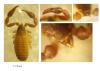 Dactylochelifer latreillii